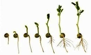 Vegetatívne rozmnožovanie rastlín