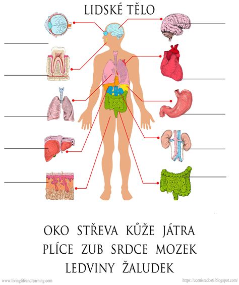 Schéma tráviaceho traktu s vyznačením oblastí, ktoré môžu byť ovplyvnené stravovacími návykmi a FODMAP diétou