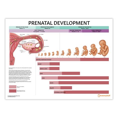prenatal hearing development chart