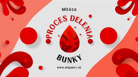 Znázornenie delenia buniek a vznikajúcej moruly