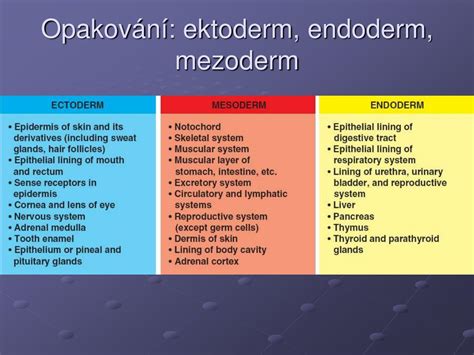 Schematické znázornenie zárodočných listov (ektoderm, mezoderm, endoderm)
