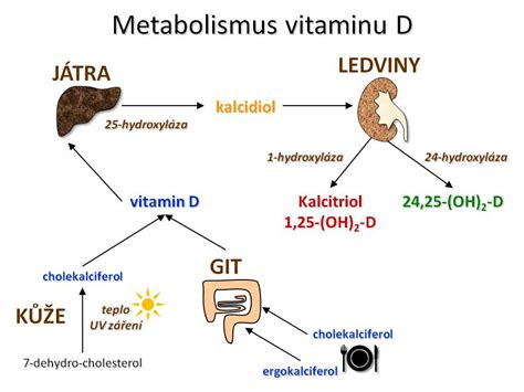 Schéma pôsobenia vitamínu D v tele na metabolizmus vápnika
