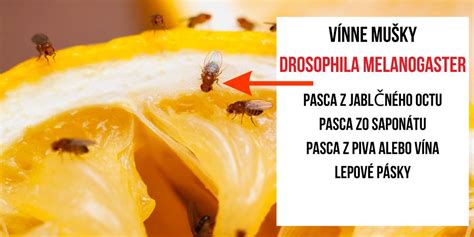Schéma domácej pasce na vínne mušky