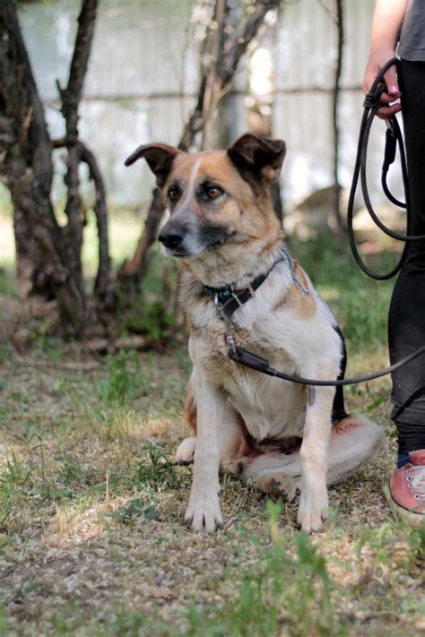 Pes plemena pitbull kríženec