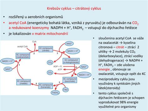 Metabolický cyklus folátu s MTHFR enzýmom
