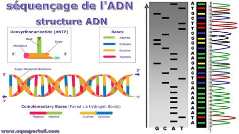 DNA test schéma