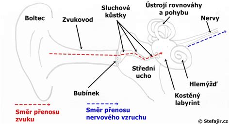 Schéma sluchového aparátu a cesty zvuku