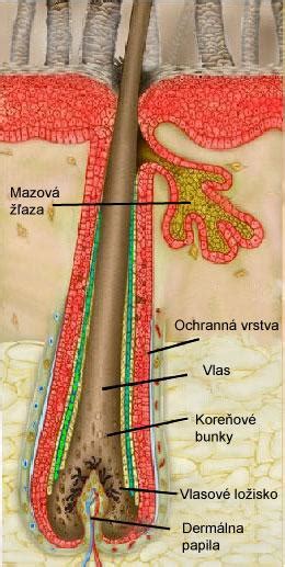 Štruktúra pokožky hlavy a vlasového folikulu