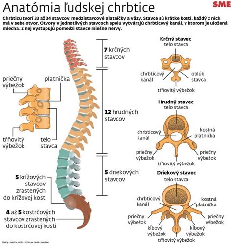 anatómia krčnej chrbtice a mechanizmus whiplash zranenia