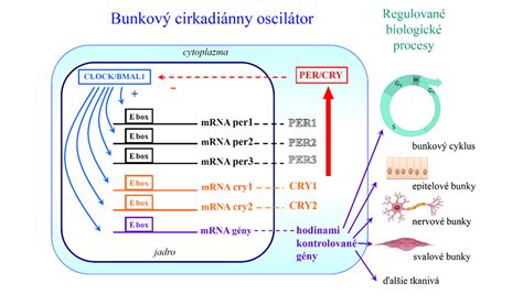 Diagram dominantných a recesívnych génov