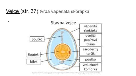 Schéma oplodnenia a uhniezdenia vajíčka