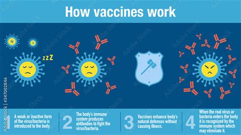 Diagram: How vaccines work to stimulate the immune system and produce antibodies.