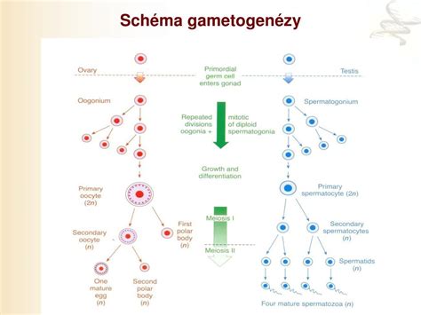 Schéma gametogenézy a oplodnenia