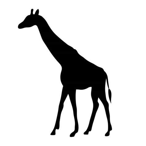 Silueta žirafy na africkej savane