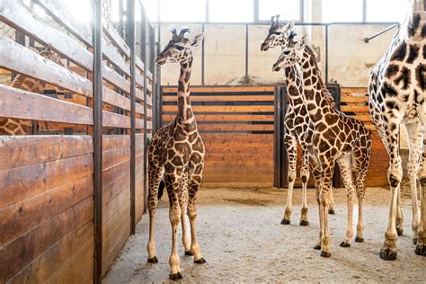 Mláďa žirafy Ali s matkou Keniou v ZOO Dvůr Králové