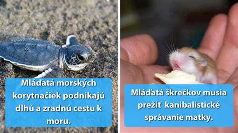 Rôzne mláďatá kopytníkov krátko po narodení