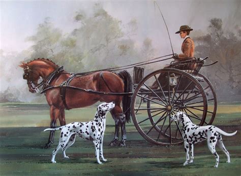 Dalmatian dog as a carriage dog