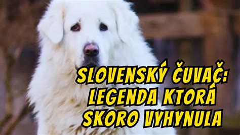 Pes - strážca a ochranca v čínskom zverokruhu