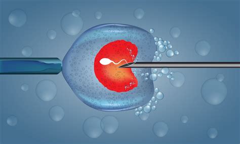 Fázy IVF procesu