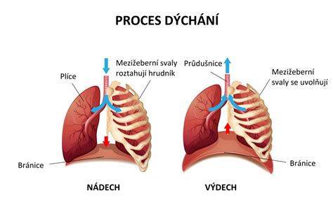 Dýchacie svaly dieťaťa pri sťaženom dýchaní