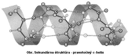 Základná štruktúra bielkovín a ich úloha v tele