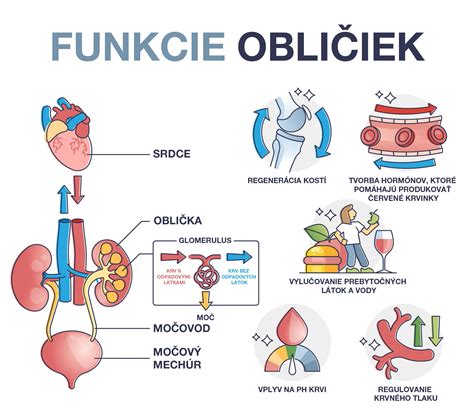 Schéma funkcie obličiek a filtračnej bariéry