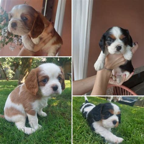 Cavalier King Charles Španiel a Bišónik Frise spolu