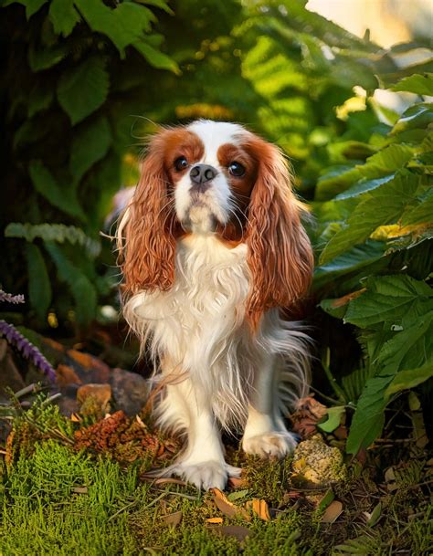 Portrét Cavalier King Charles Španiela