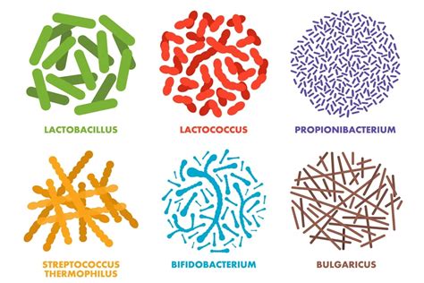 infografika rozdielov medzi probiotikami, prebiotikami a synbiotikami