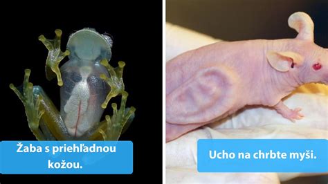 Historické tehotenské testy na zvieratách