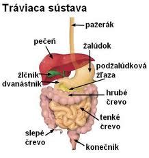 Tráviaca sústava a jej prepojenie s tehotenstvom