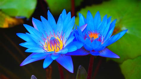 Modrý Lotus, Nymphaea caerulea