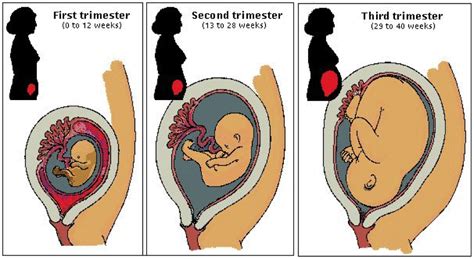 Uterus expansion during pregnancy