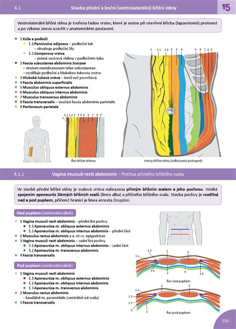 Schéma znázorňujúca anatomické vrstvy brušnej steny pri cisárskom reze