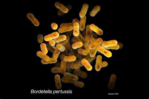 mikroskopický záber baktérie Bordetella pertussis