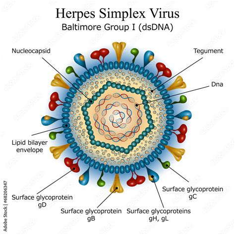 Mikroskopický snímok Herpes simplex vírusu