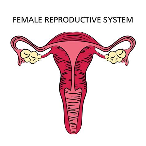 Diagram znázorňujúci mužský a ženský reprodukčný systém