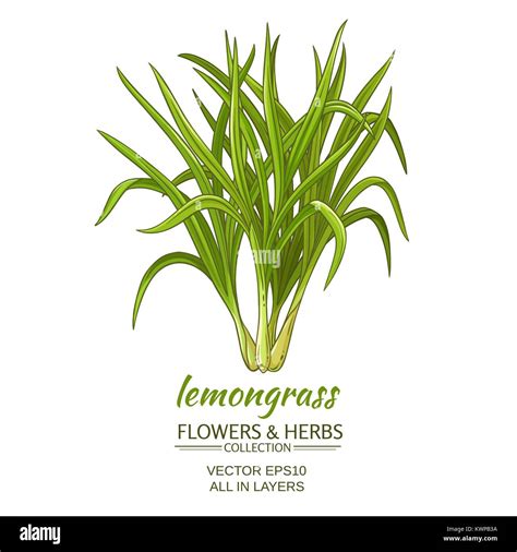 Illustration of Lemongrass plant
