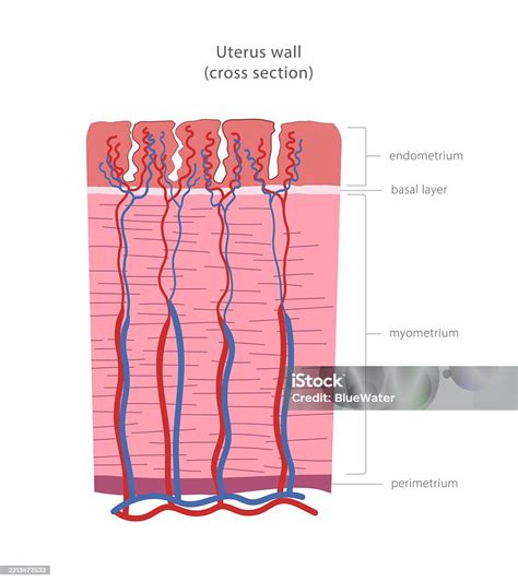 Detailný prierez stenou maternice s vrstvami endometrium, myometrium a perimetrium