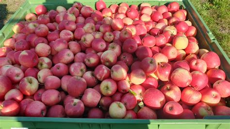 Čerstvé jablká a mrkva na prípravu domácej detskej výživy