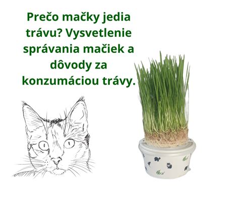 Infografika - kroky k zvládnutiu kompulzívneho správania mačiek