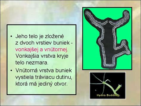 infografika vrstiev fusaka (vonkajšia, výplň, vnútorná)