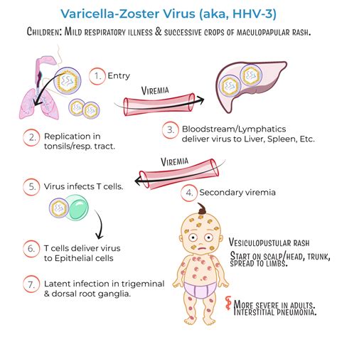 Molekulárna štruktúra varicella zoster vírusu