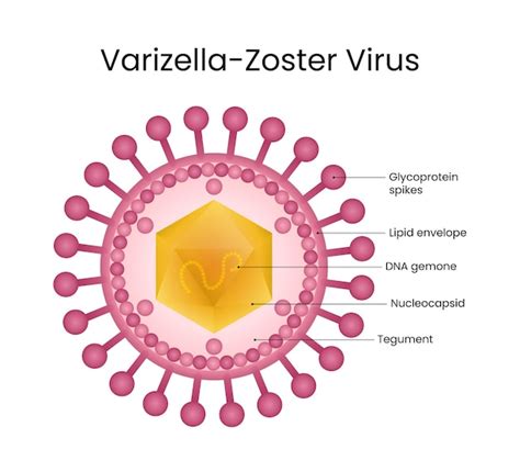 Diagram šírenia vírusu varicella zoster