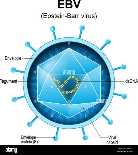 Structure of Epstein-Barr Virus