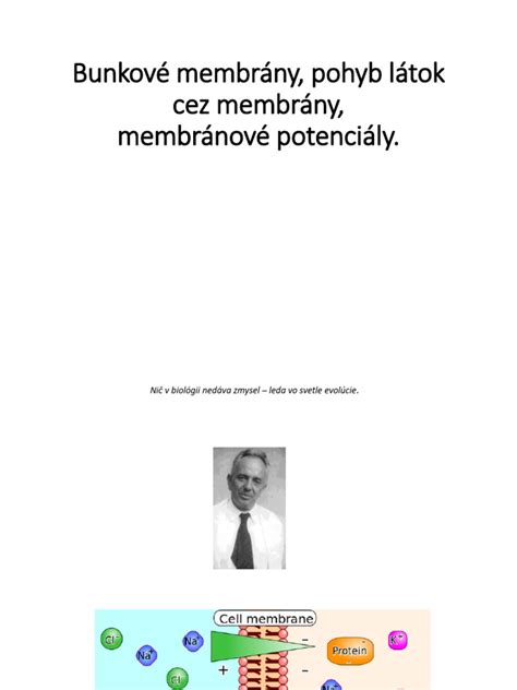 zobrazenie prechodu látok cez placentárnu bariéru