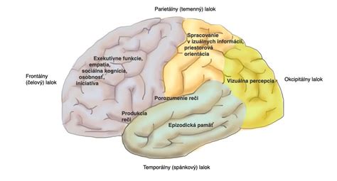 Diagram mozgových funkcií