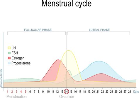 Diagram znázorňujúci zmeny cervikálneho hlienu počas menštruačného cyklu