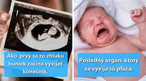 Vývoj mozgu dieťaťa v maternici