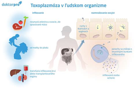 Zobrazenie biochemických procesov metabolizmu kyseliny listovej a homocysteínu v ľudskom organizme